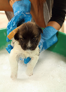 浴盆里的小狗狗犬类淋浴气泡毛皮头发眼睛洗发水宠物浴缸塑料图片