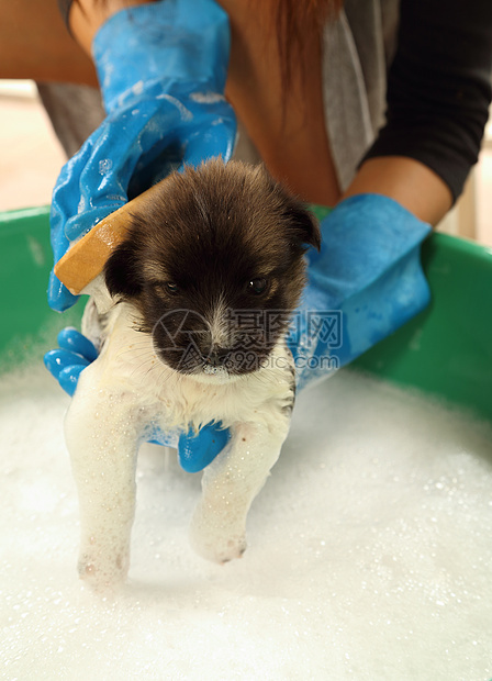 浴盆里的小狗狗犬类淋浴气泡毛皮头发眼睛洗发水宠物浴缸塑料图片