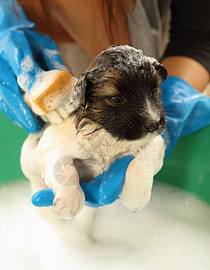 浴盆里的小狗狗眼睛气泡动物头发肥皂浴室犬类洗发水身体小狗图片