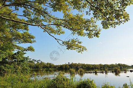 带木柴的湖泊水生植物美丽池塘水库全景温暖场景季节蓝色天空图片