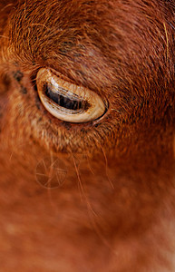 山羊的眼睛黄色乡村农业牛角棕色白色宏观农场毛皮成人图片
