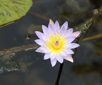 露出叶子的莲花荷花树叶公园情调植物学植物群百合环境花瓣热带图片