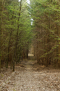 森林中的泥土路天空环境运输道路农场农业场地树木泥路叶子图片