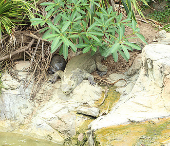 鳄鱼休息荒野公园池塘爬虫野生动物危险热带猎人动物石头图片