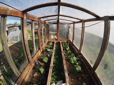 温室气体内部栽培塑料玻璃叶子蔬菜生长效应食物文化农场图片