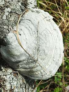 蘑菇一个修剪机帽子毛孔树干腐烂孢子收藏生长毒菌木材采摘图片