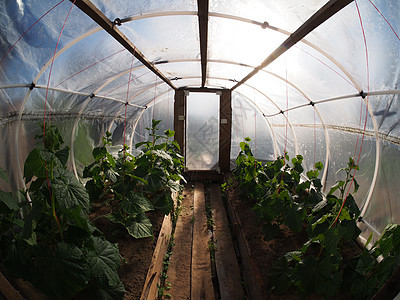 温室气体内部蔬菜栽培塑料植物食物花园农场商业玻璃文化图片