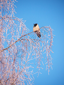 冬天在树枝上的乌鸦 日落荒野树木野生动物天空白色场景灰色羽毛地形沉思图片