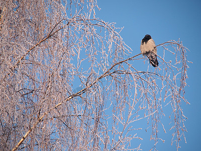 冬天在树枝上的乌鸦 日落白色季节黑色灰色地形沉思羽毛树木荒野天空图片