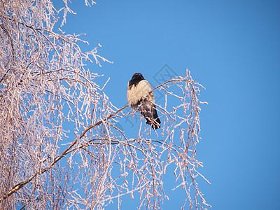 冬天在树枝上的乌鸦 日落沉思白色场景季节灰色树木地形黑色天空羽毛图片
