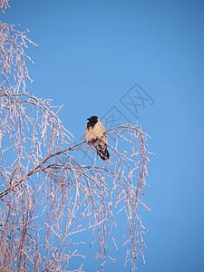 冬天在树枝上的乌鸦 日落白色黑色灰色野生动物季节羽毛地形天空沉思场景图片