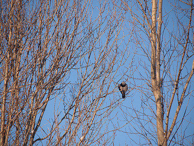 冬天在树枝上的乌鸦 日落沉思白色羽毛荒野黑色天空树木地形灰色季节图片