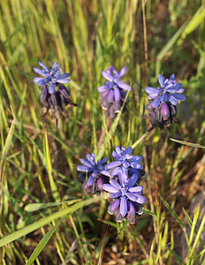 葡萄风信子草原上的木花Hyacinth问候语季节树叶花园植物阳光紫色蓝色绿色背景