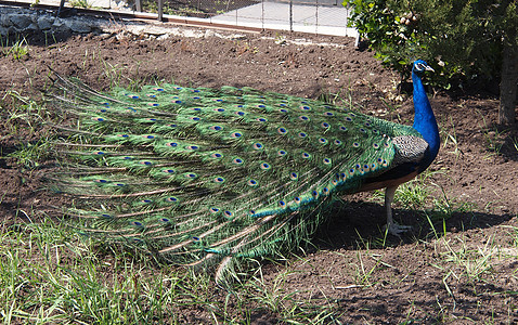 美丽的孔雀水平热带男性尾巴野生动物展览公鸡羽毛活力蓝色图片