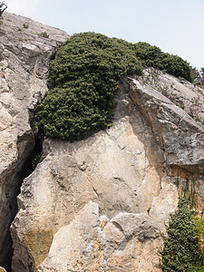 岩上常春藤绿色成长生活植物力量太阳岩石灰色石头藤本植物图片