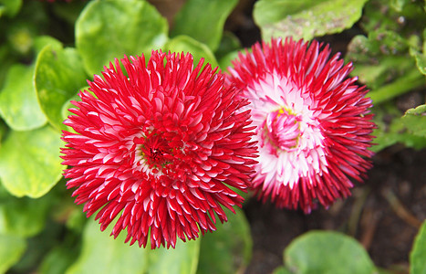 红菊雏菊宏观橙子植物群工作室生长花园格柏花瓣植物图片