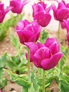 美丽的郁金香季节叶子花瓣天空场地草地蓝色晴天生长紫色图片