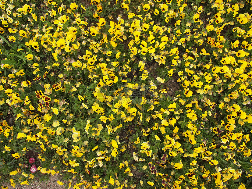 黄色象形太阳白色生长三色植物中提琴水仙花植物群图片