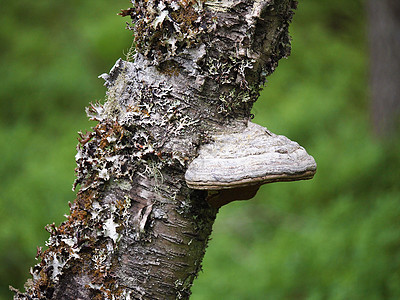 蘑菇一个修剪机树干植物火种毛孔国家采摘木材寄生虫腐烂毒菌图片