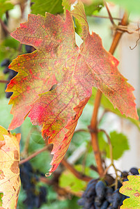 秋天在葡萄树上种植成熟的香酒图片