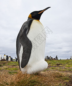 企鹅王-福克兰群岛图片