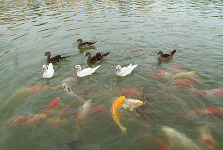池塘里游泳的鱼图片