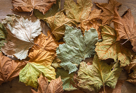 秋叶背景橙子叶子绿色天气棕色公园季节性木头墙纸黄色图片