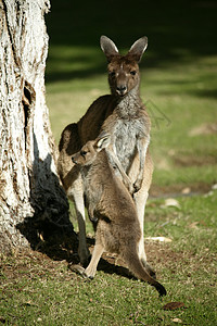 澳大利亚袋鼠斗争野生动物尾巴棕色小袋盎司环境拳击哺乳动物毛皮图片