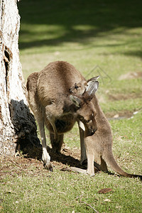 澳大利亚袋鼠棕色动物群旅行动物园哺乳动物耳朵野生动物毛皮盎司环境图片