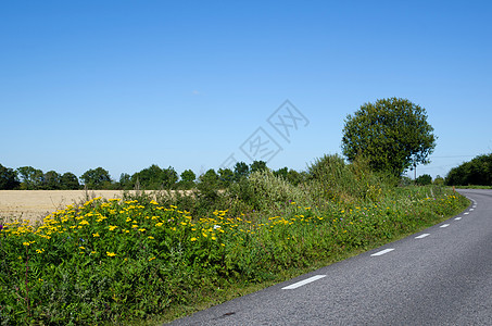 路边开花天空植物群场地旅行植物野花场景运输荒野农田图片