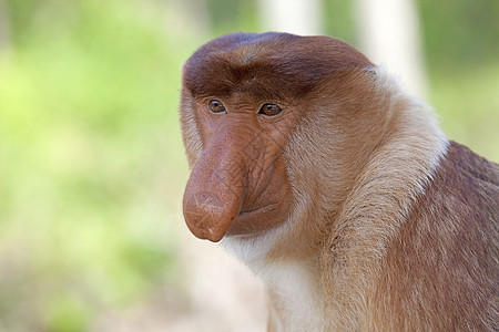 蛋白质猴子公园森林鼻子红树野生动物情调异国避难所丛林绿色植物图片