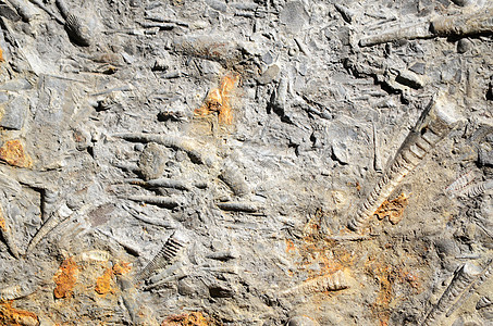 化石动物考古学海洋石头石化烙印地层历史质感岩石图片
