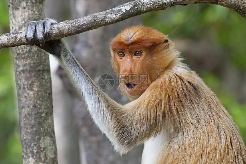 蛋白质猴子鼻子鼻猴绿色植物野生动物避难所孩子森林丛林荒野红树图片