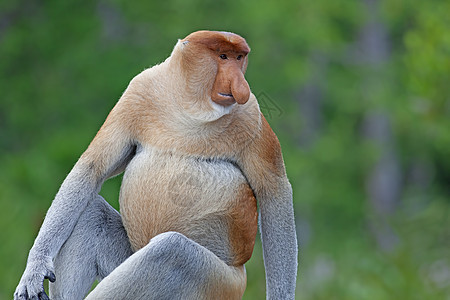 蛋白质猴子公园绿色植物避难所异国荒野森林野生动物情调绿色鼻子图片