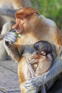 蛋白质猴子新生异国鼻子母亲森林情调鼻猴野生动物公园绿色植物图片