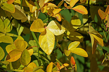 秋季假期叶子红色树叶黄色季节植物绿色图片