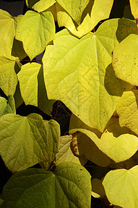 秋季假期季节红色叶子树叶植物黄色图片