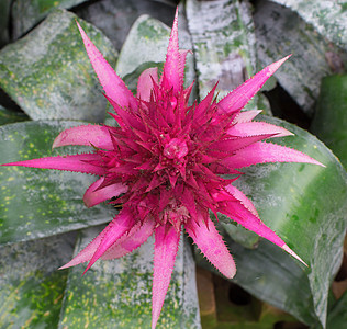 菠萝粉红花花白色叶子栽培花园绿色红色凤梨草本植物植物学动物园图片