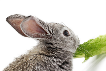 灰兔沙拉耳朵野兔荒野白色哺乳动物乐趣动物灰色农业图片