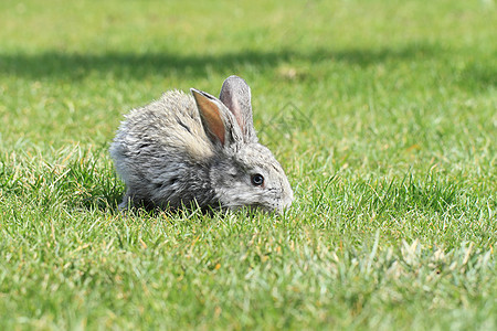 灰兔农村哺乳动物农场草地兔形动物毛皮场地耳朵宠物图片