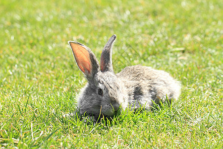 灰兔毛皮宠物婴儿场地动物农村草地农场兔形耳朵图片