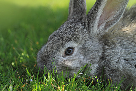 灰兔婴儿农场场地动物哺乳动物耳朵毛皮农村宠物兔形图片