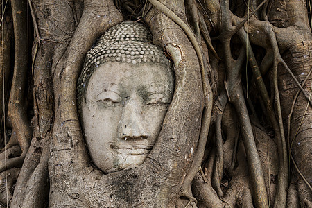 佛头在班扬树上精神红色佛教徒地标树根榕树红砖宗教文化雕像图片