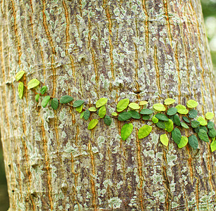 树皮上的常春藤植被公园英语植物群树干爬行者植物藤蔓叶子生长图片