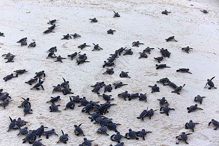 海龟捕猎群热带生日新生毅力团体海洋生物海滩荒野情况野生动物图片