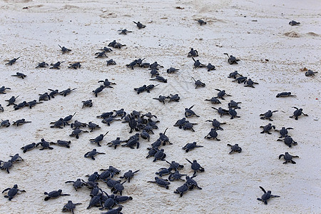 海龟捕猎群情况爬虫海洋生物乌龟海洋新生濒危热带救援生日背景图片