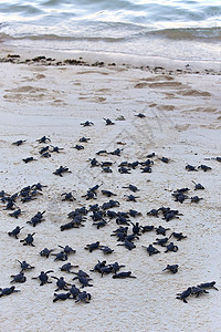 海龟捕猎群情况濒危孵化热带婴儿海滩海洋海洋生物团体救援图片