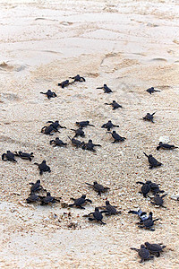 海龟捕猎群毅力海洋爬虫热带新生救援婴儿团体海洋生物野生动物图片