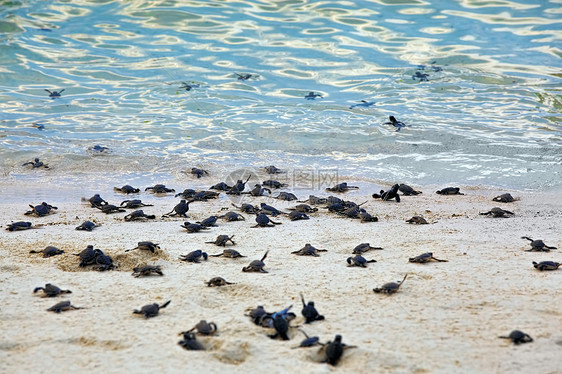 海龟捕猎群毅力孵化濒危荒野团体新生海浪海洋婴儿生日图片