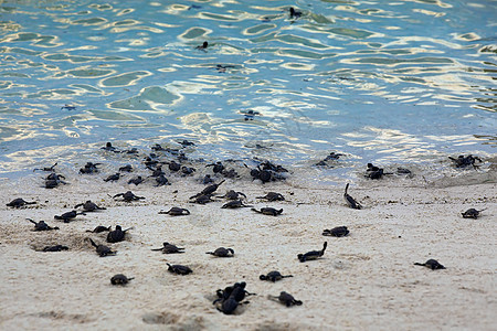 海龟捕猎群毅力情况乌龟海洋海浪海洋生物荒野团体新生生日图片